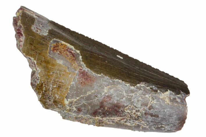Bargain, Serrated, Fossil Phytosaur Tooth - Arizona #145007
